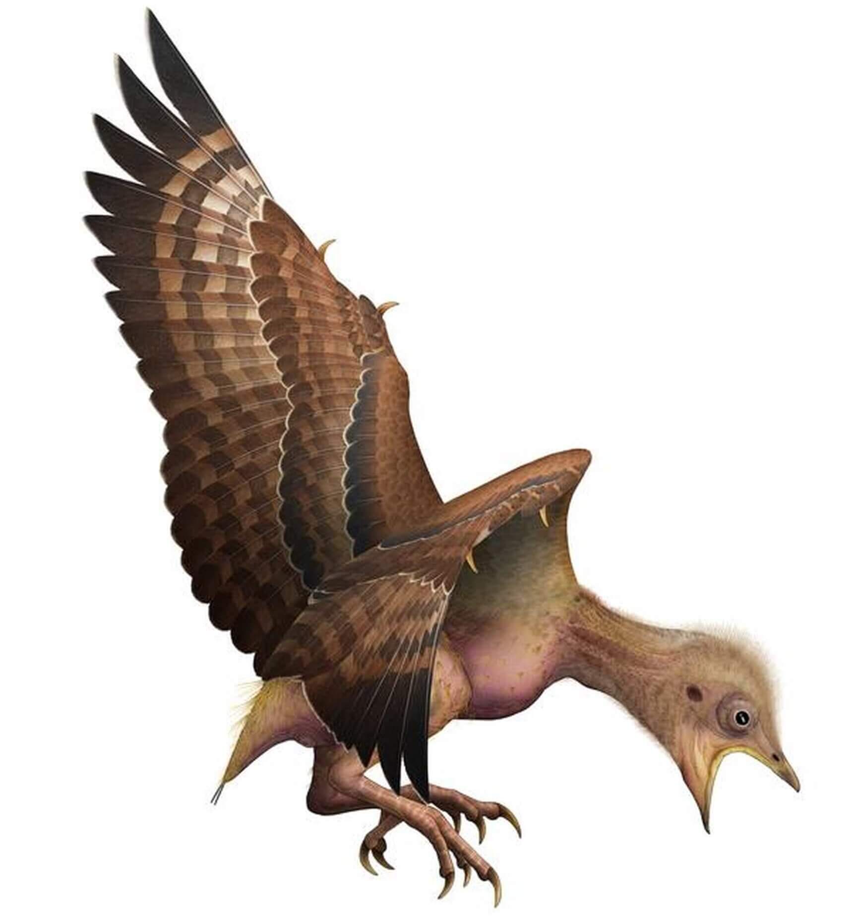Illustration of what a newly hatched Enantiornithine bird may have looked like. Image by Yu Chen and Shundong Bi.