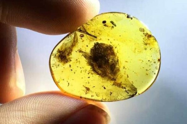 Feathers from a baby bird that lived 99 million years ago, preserved in amber.