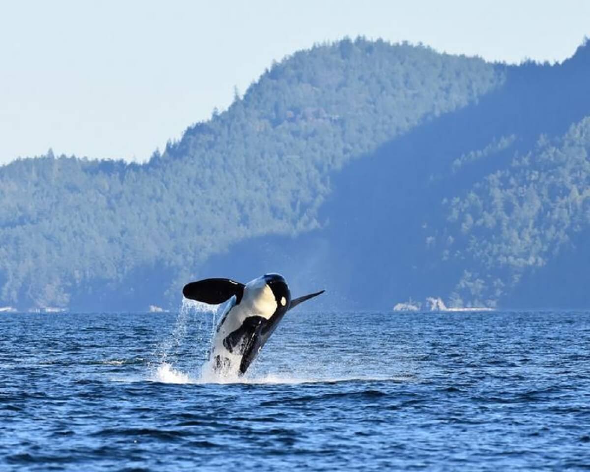 ORCA