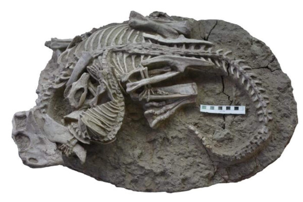 Fossil showing the entangled skeletons of Psittacosaurus (dinosaur) and Repenomamus (mammal)