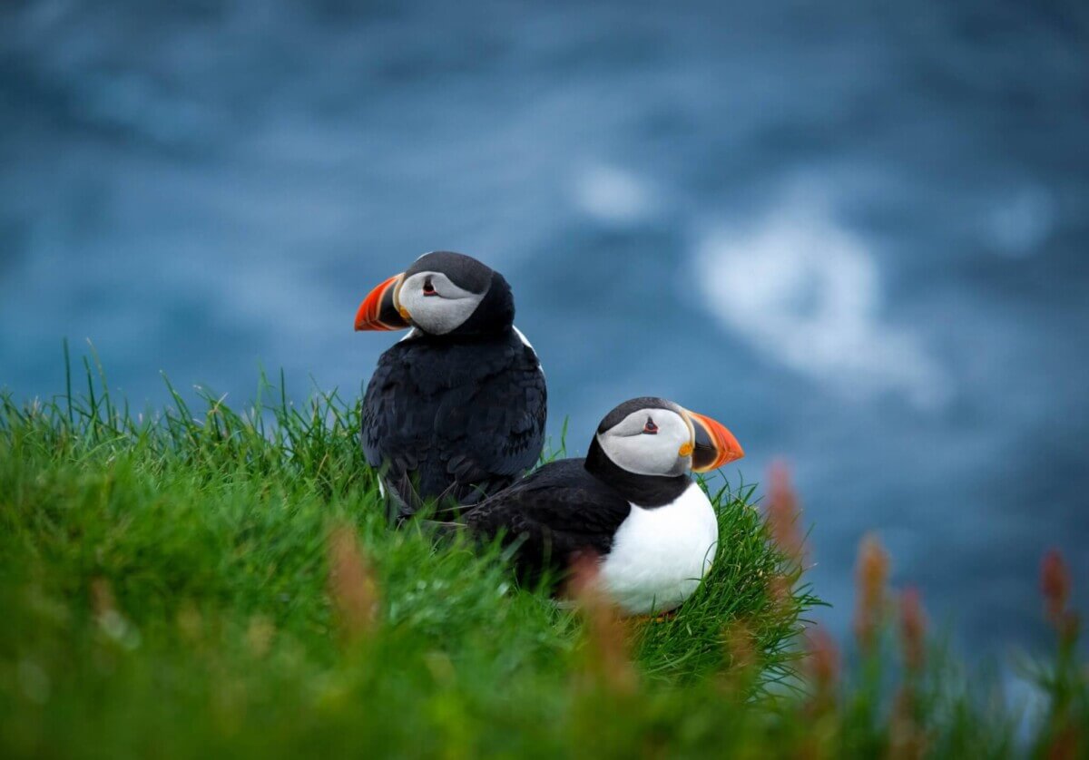 Tufted Puffins