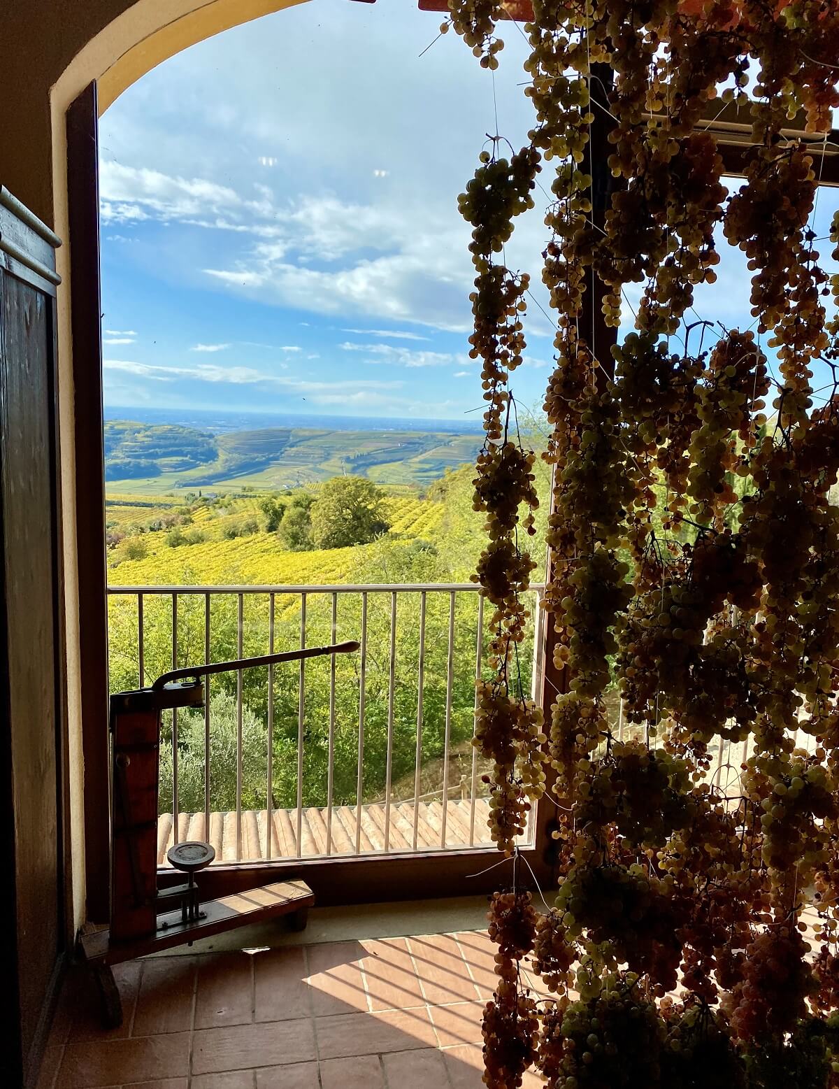 Window view on Soave’s traditional vineyards cultivated on steep-slope landscapes and drying grapes using the appassimento process