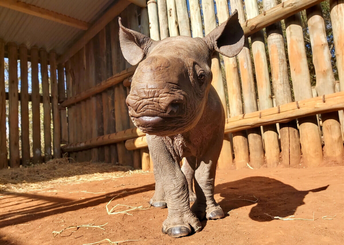 baby rhino in Kenya