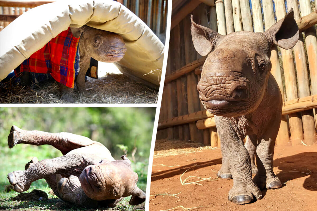 baby rhino