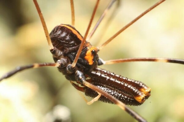 close up of brown spider with orange marks on its front and back
