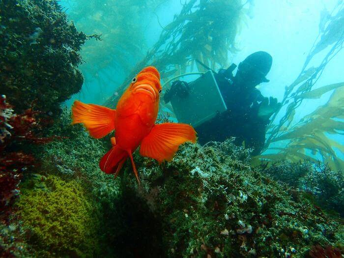 fish in ocean with diver