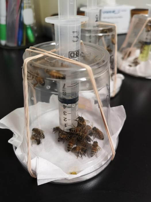 honey bee cage