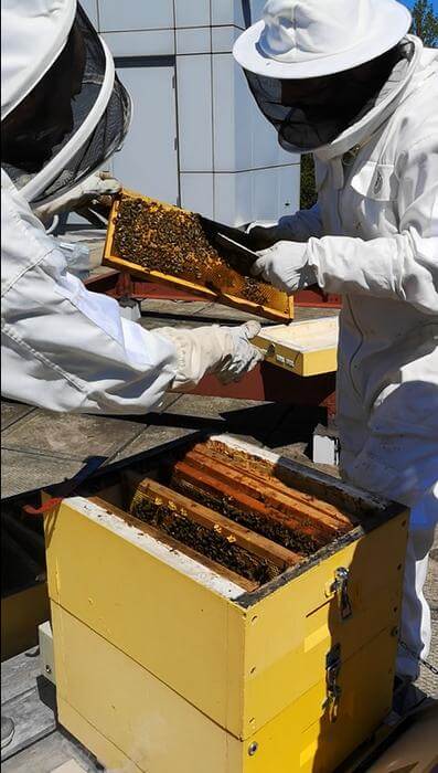 Two researchers handling a honeybee hive