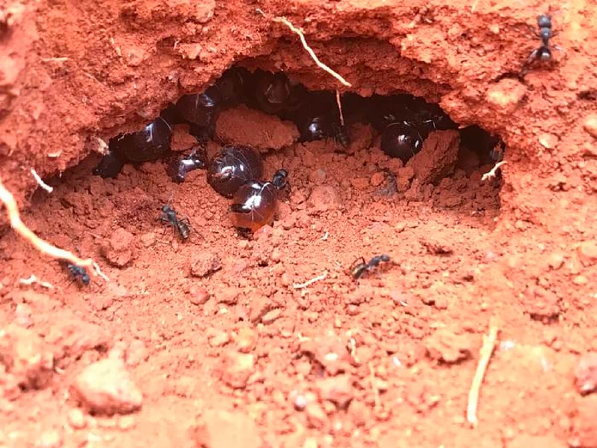 honeypot ants