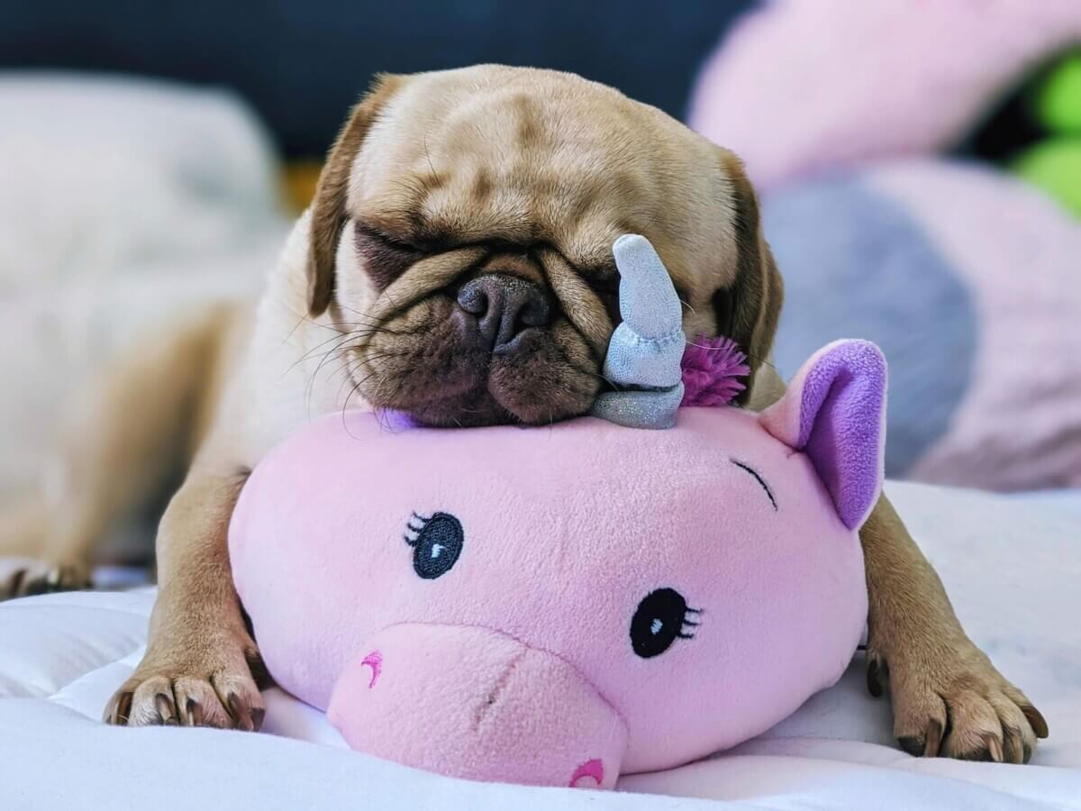 Pug