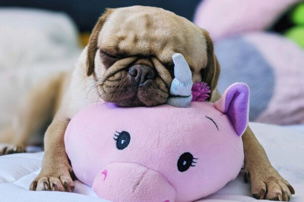 Pug sleeping with its toy