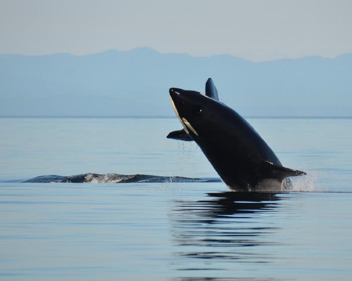 the back of a black orca whale is it jumps out of the water