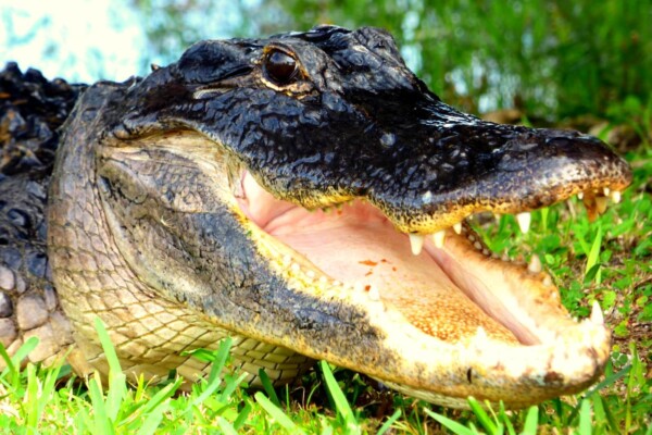 Crocodile with open jaws