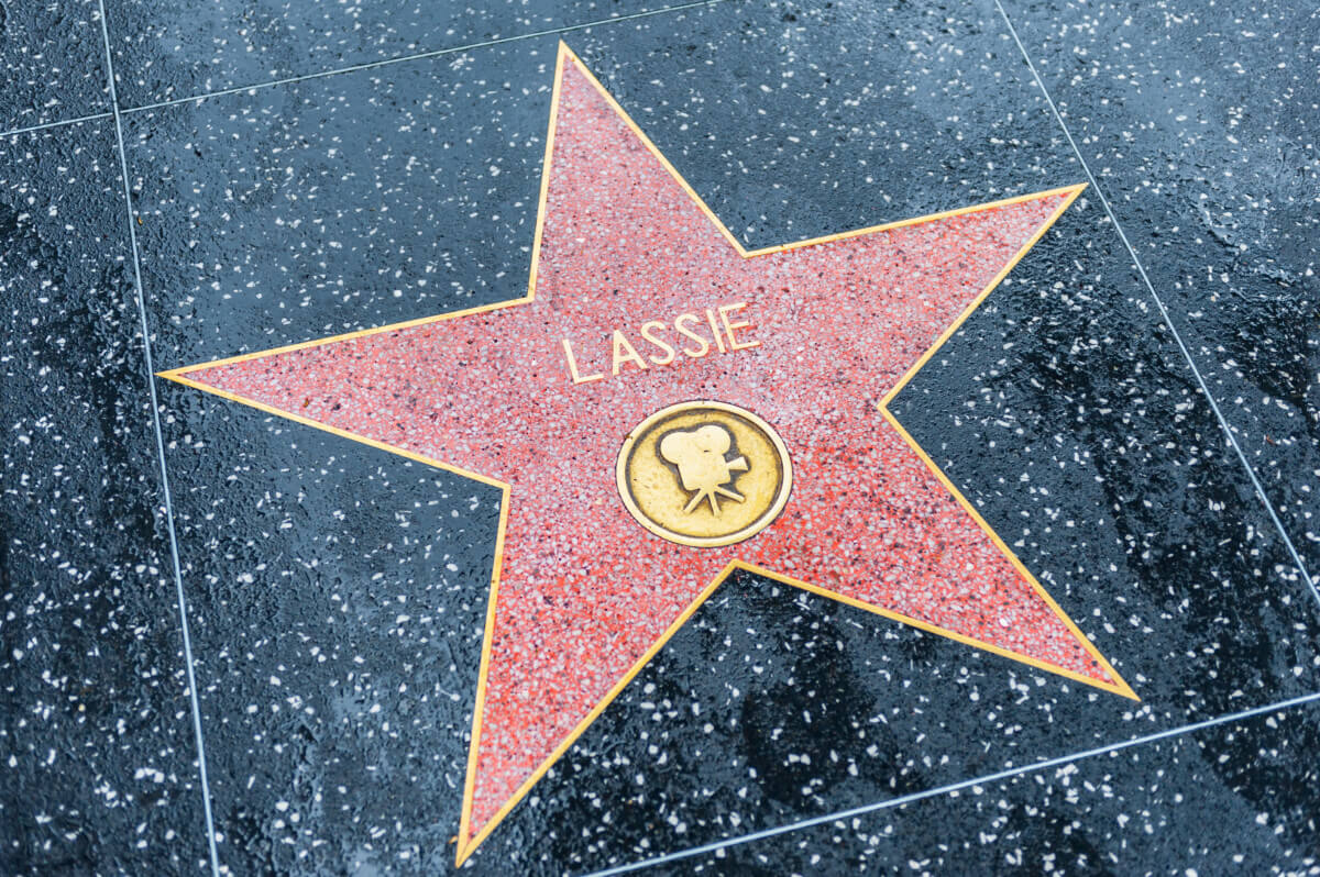 Lassie’s star on the Hollywood Walk of Fame