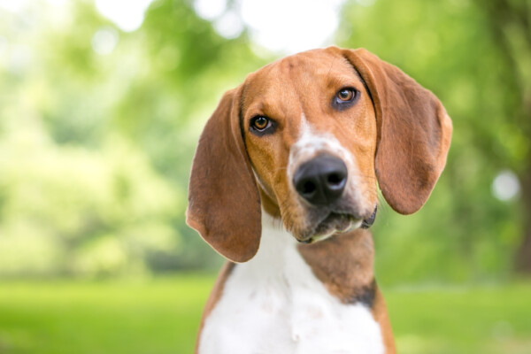 American Foxhound