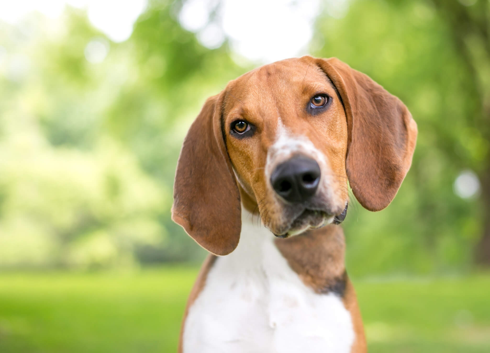 American Foxhound