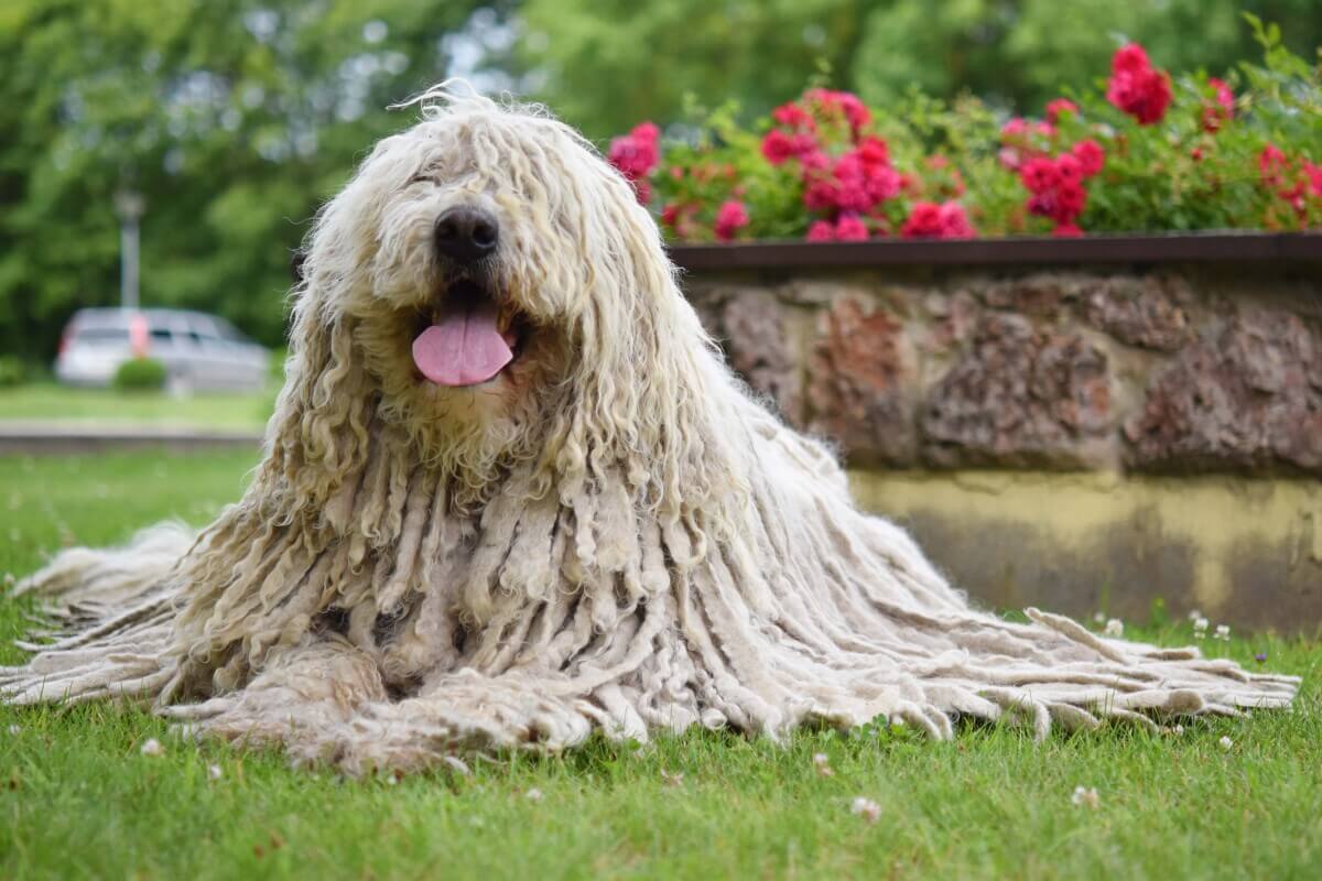 A Komondor laying in the grass