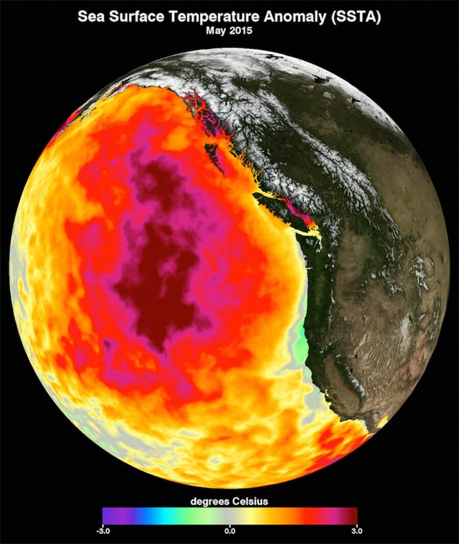 The Blob — the first phase of anomalously high ocean temperatures in the eastern Pacific Ocean