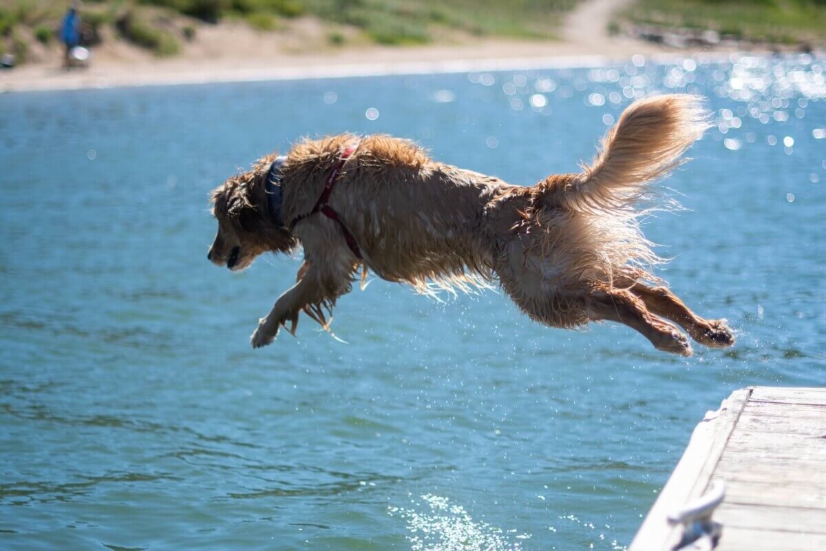 golden retriever jumping into water