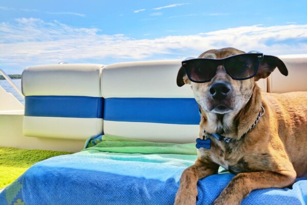 Dog wearing sunglasses