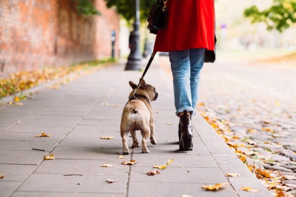 Person walking French Bulldog on the sidewalk
