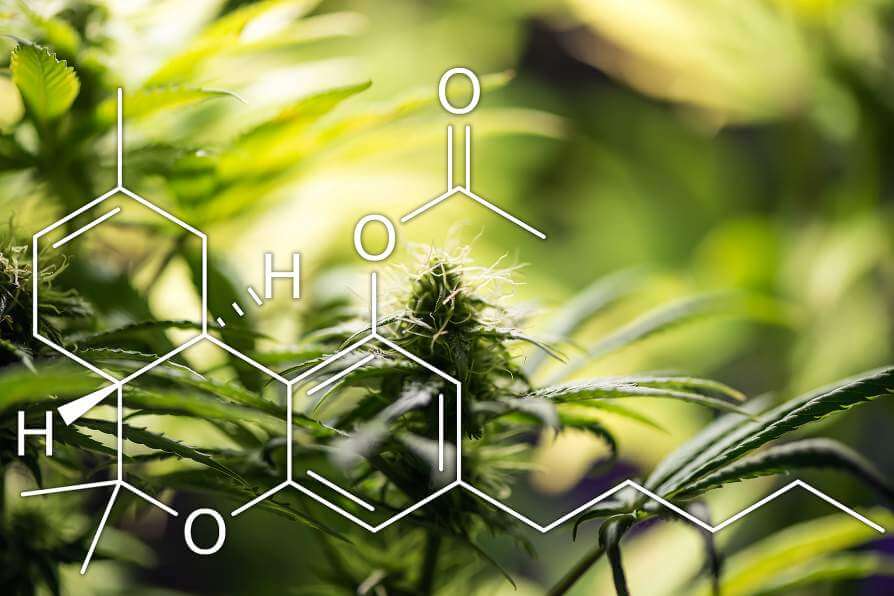 Chemical breakdown of THC-O-acetate