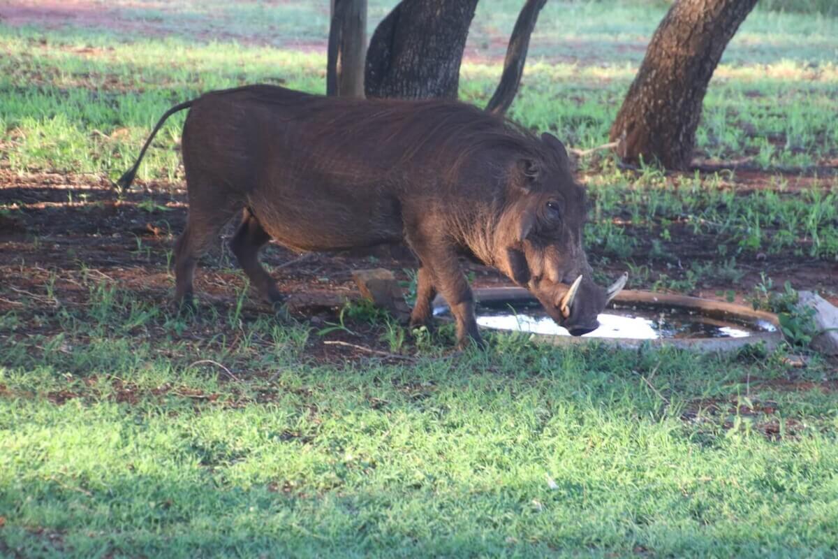 Photo of a Wild Boar