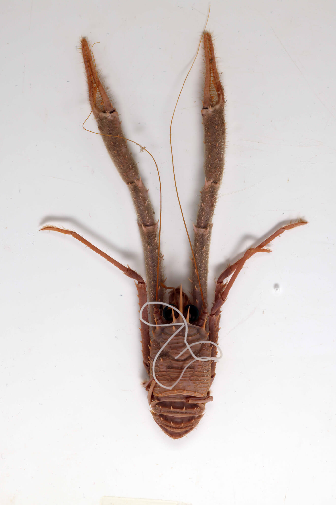Staged photos of the (dead) squat lobster host Munida sp., from Norway, with a marine hairworm. 