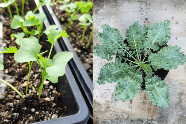 Kale Microgreens