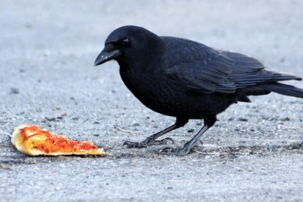 American Crow with pizza. One characteristic of urban wildlife is their taste for a wide variety of foods.