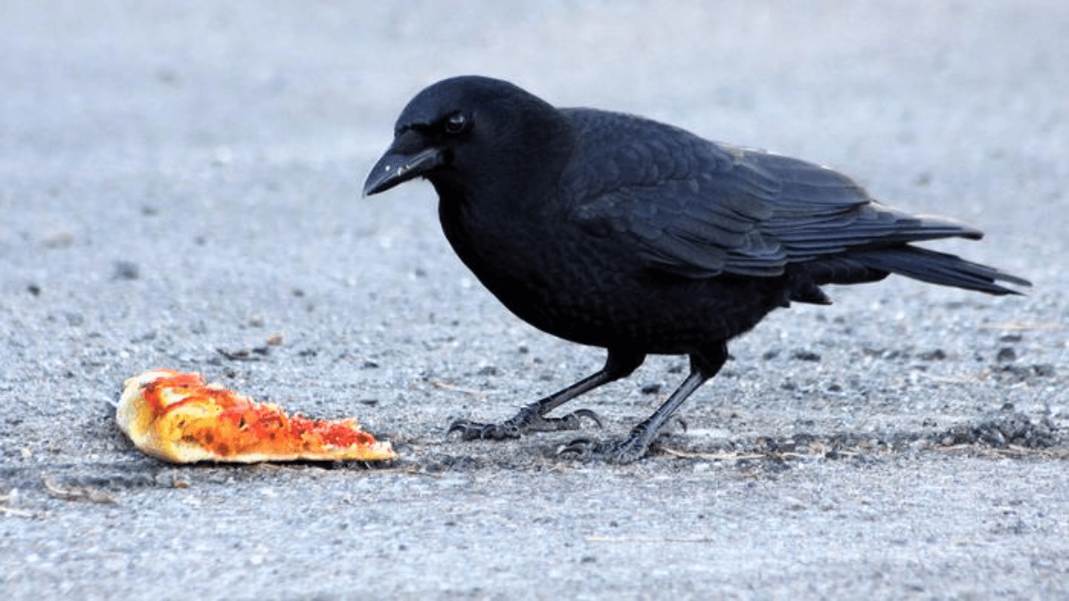 Low-Res_American Crow YETH with pizza Tompkins Co, NY 6Feb12 kjm_8037-094_ac copy (1)