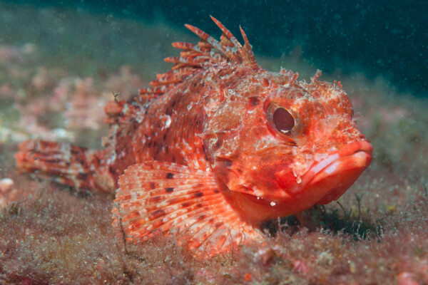 Small red scorpionfish