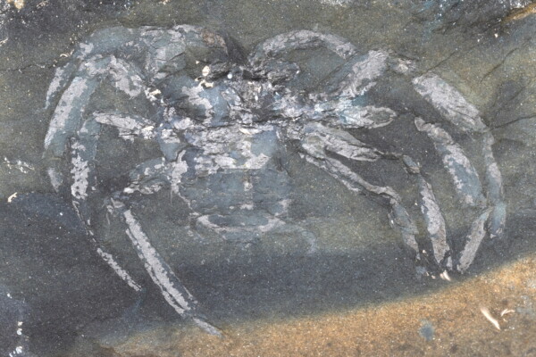 Spider fossil