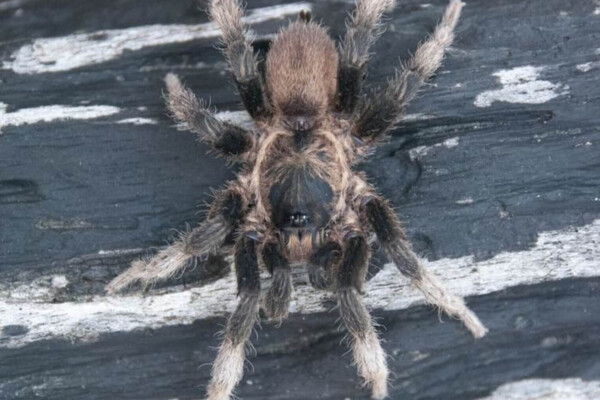 Euthycaelus cunampia, male.