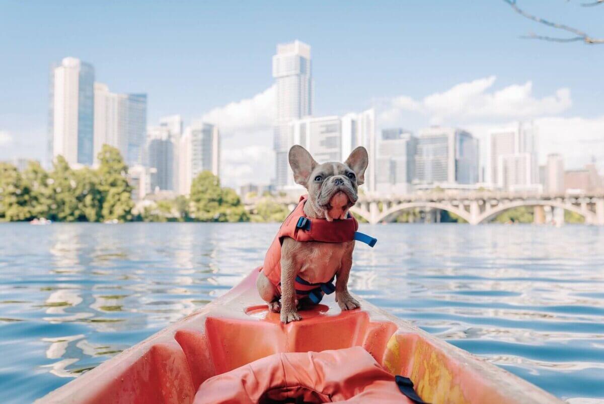 Frenchie in life jacket