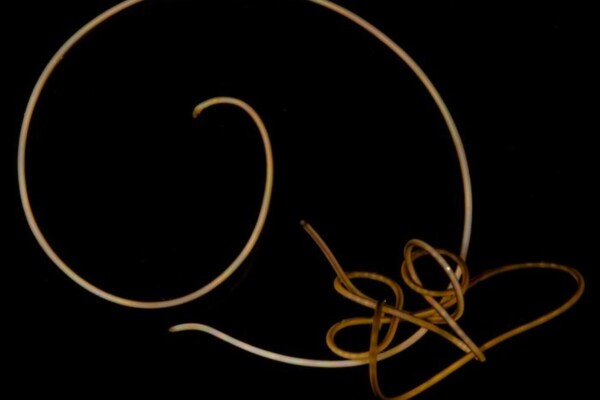 Two live tangled individuals of Gordionus violaceus, a freshwater hairworm, from Germany