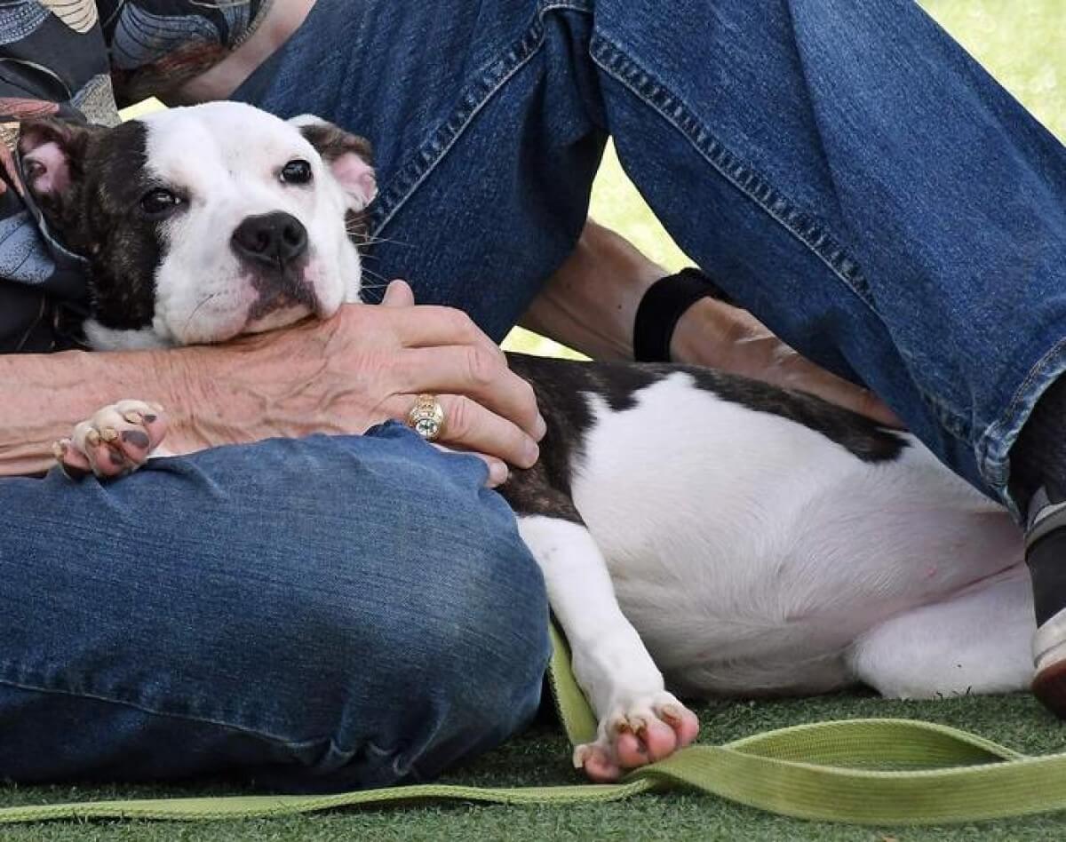 shelter dog with a worker