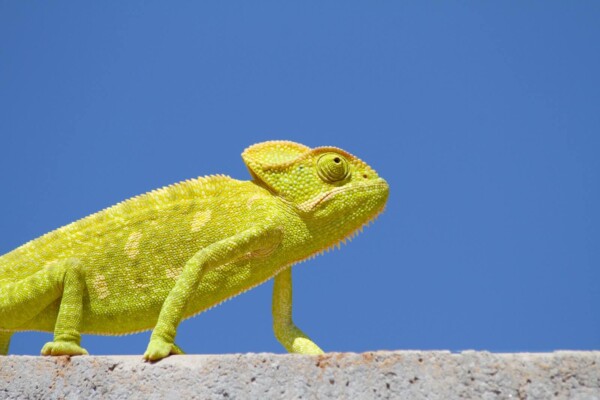 Chameleon on top of a wall
