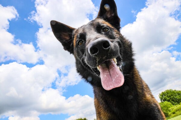 German Shepherd smiling