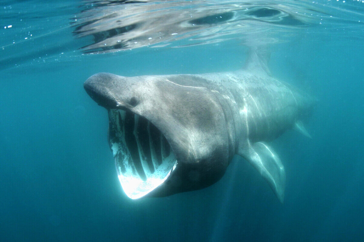 A Basking shark swimming just below the water’s surface off Pads