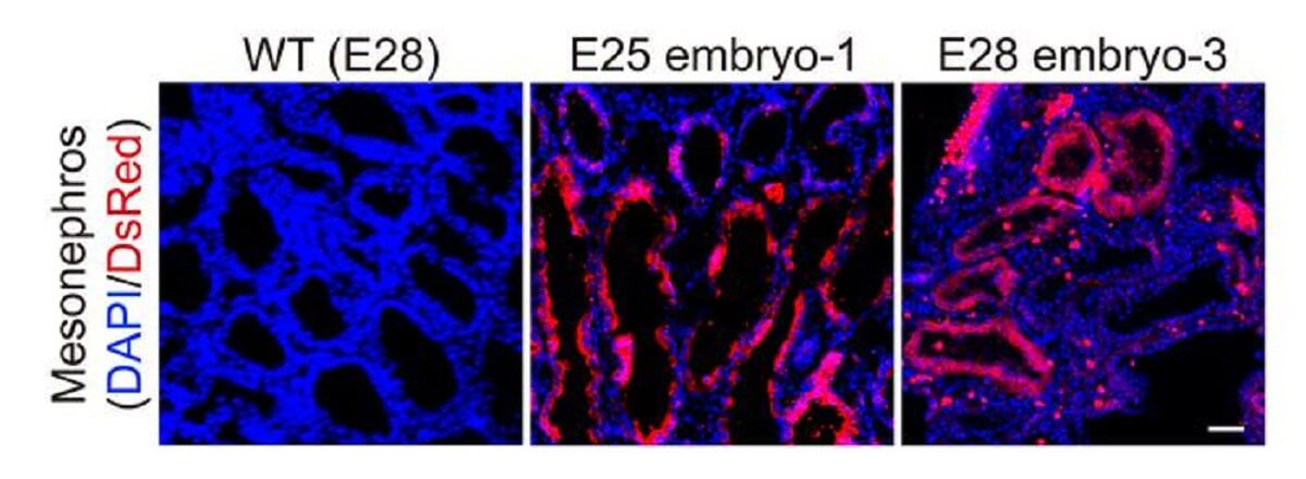 This figure shows a close up of humanized kidney cells (red fluorescence) inside the embryo compared to a "wildtype" pig embryo.
