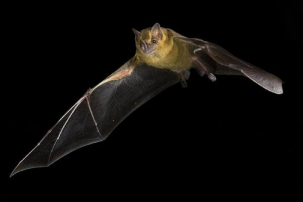 black photo of large Jamaican fruit bat
