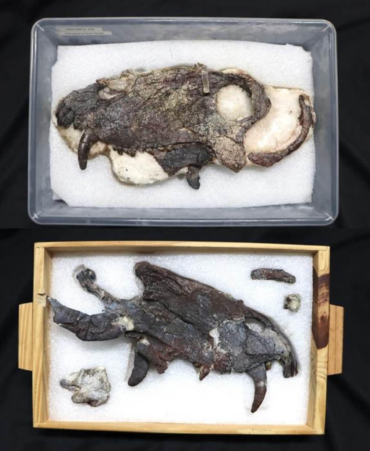 Skull of the new Pampaphoneus biccai specimen... a newly discovered terrestrial predator