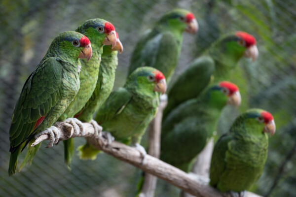 Red-Crowned Parrots perched in a tree.
