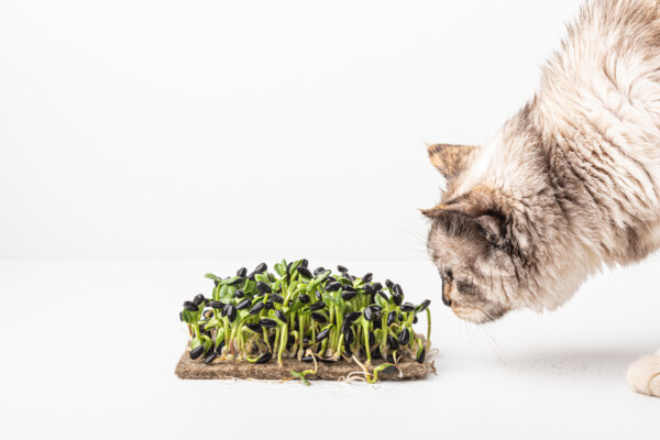 Cat sniffing microgreens for vegan diet