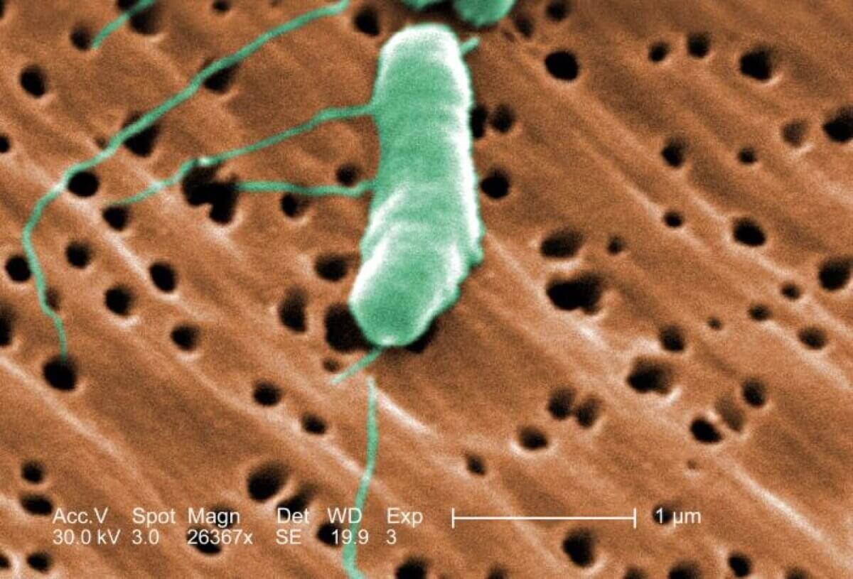 bacteria CDC