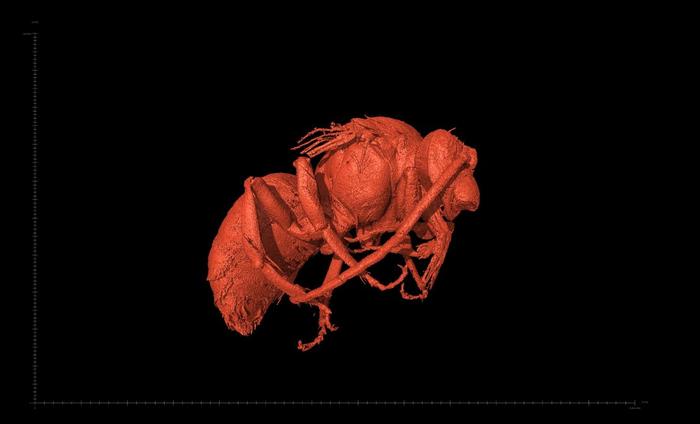 Side view of a male Euroceras taken with X-ray