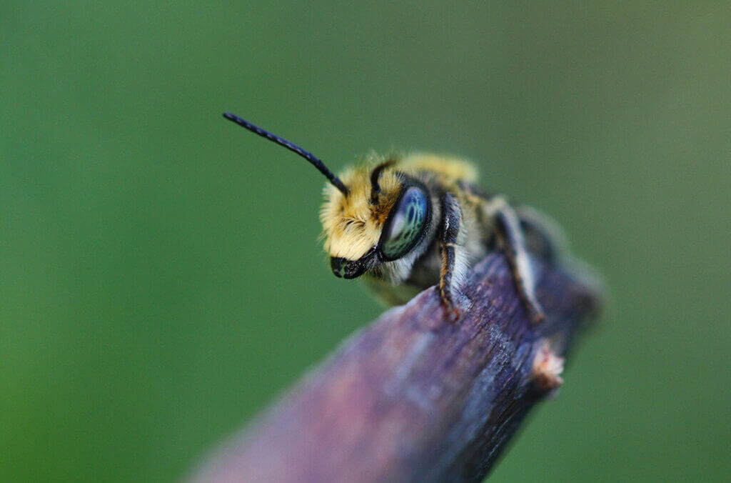 leafcutter bee