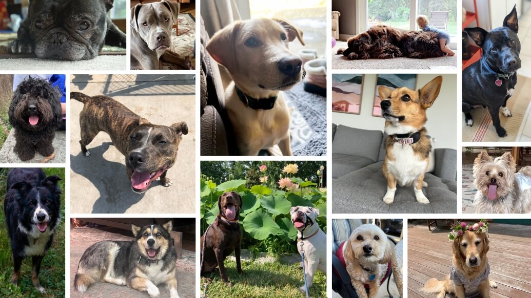 Furry friends of the Michigan Medicine public relations team