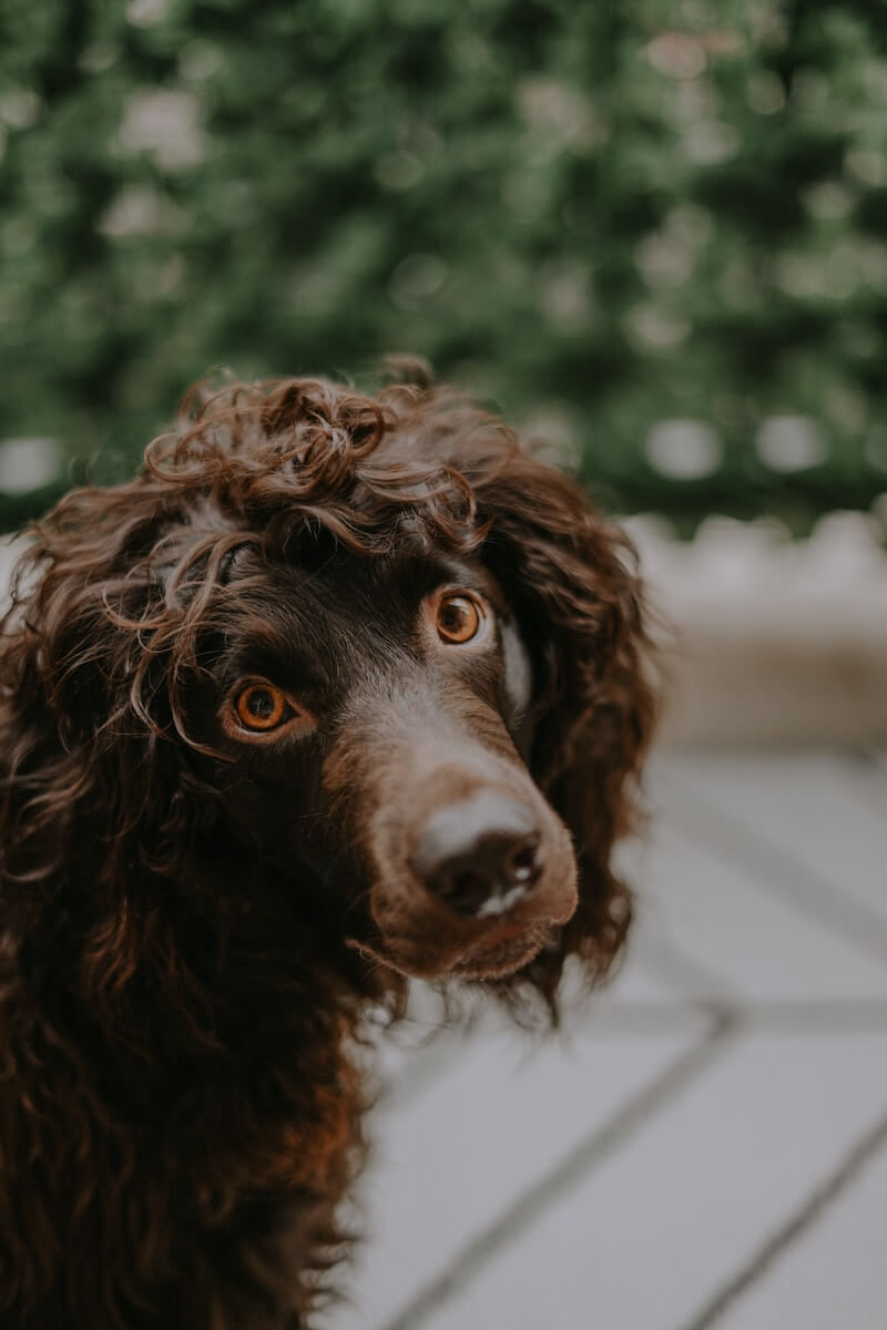 Boykin Spaniel